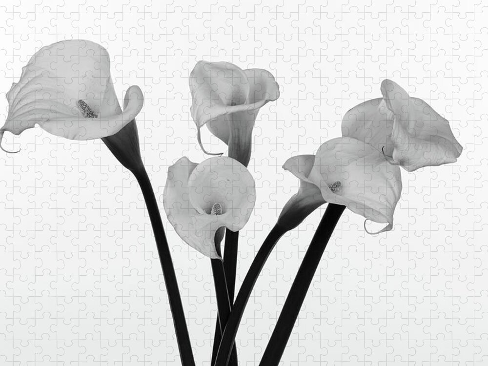 Calla Lillies Jigsaw Puzzle featuring the photograph Calla Lillies x 5 Black and White by Steve Templeton