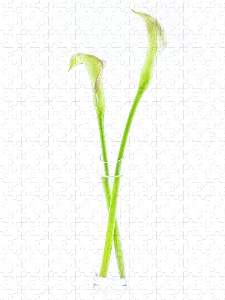 Calla Jigsaw Puzzle featuring the photograph Calla lily in glass vase by Viktor Wallon-Hars