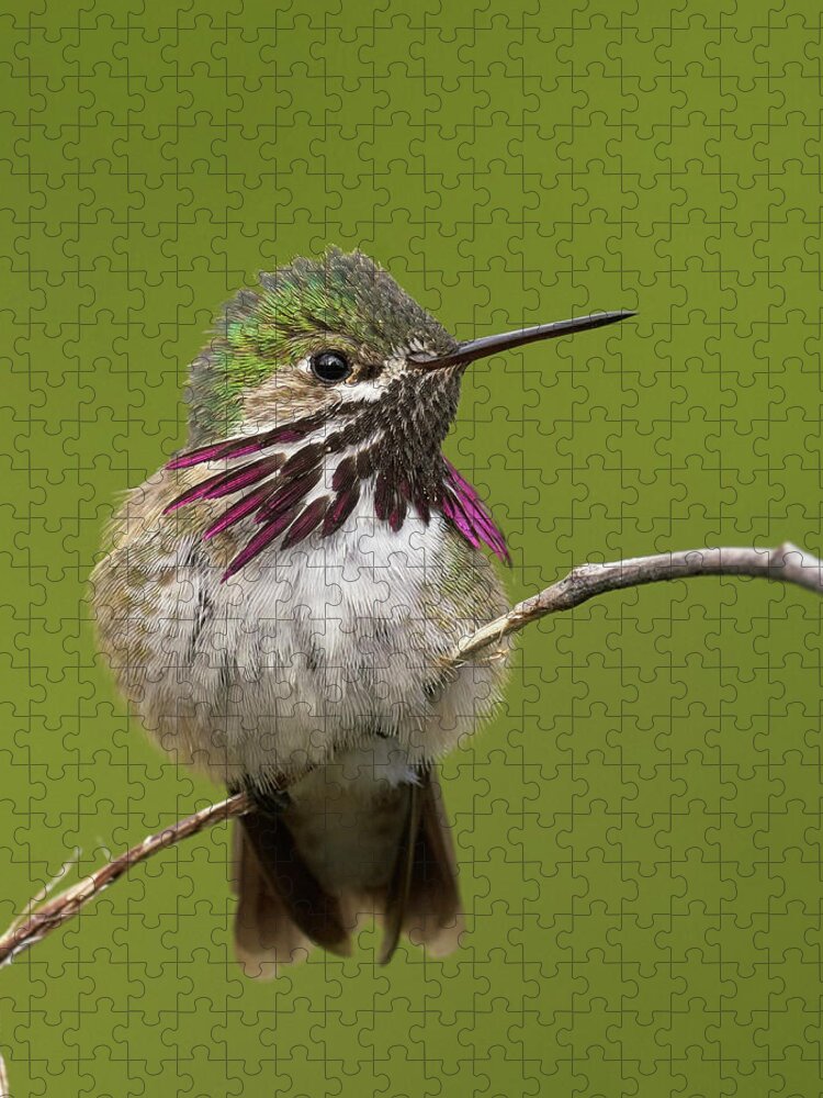 Birds Jigsaw Puzzle featuring the photograph Calliope Hummingbird, El Dorado County California by Doug Herr