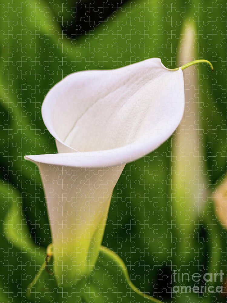 Calla Lilly Jigsaw Puzzle featuring the photograph Callla Lilly by Abigail Diane Photography