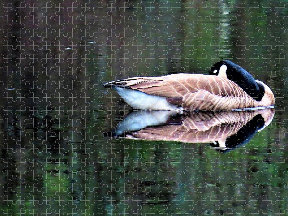 Birds Jigsaw Puzzle featuring the photograph Calm Canada Goose and Reflection by Linda Stern