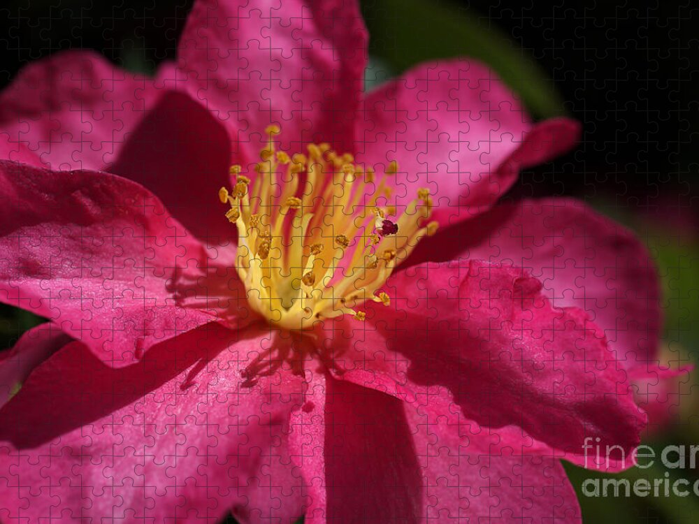 Ericales Jigsaw Puzzle featuring the photograph Camellia Sasanqua by Joy Watson