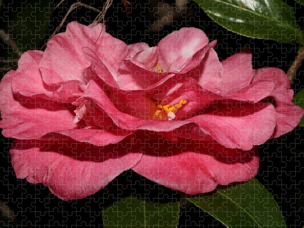 Camellia Jigsaw Puzzle featuring the photograph Camellia XIII by Mingming Jiang