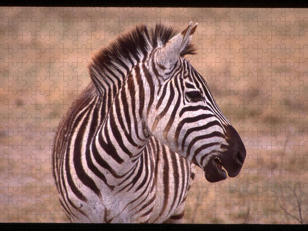 Africa Jigsaw Puzzle featuring the photograph Camera Shy Zebra by Russ Considine