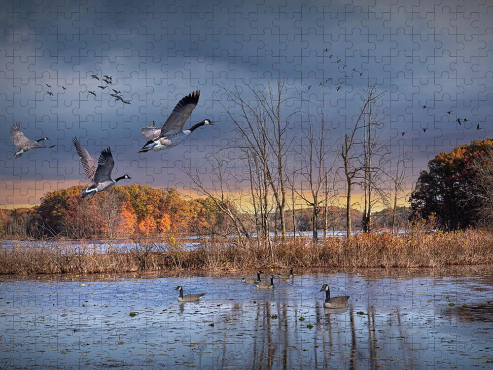 Bird Jigsaw Puzzle featuring the photograph Canada Geese gathering for the Fall Migration by Randall Nyhof
