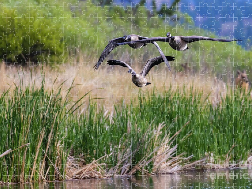 Geese Jigsaw Puzzle featuring the photograph Canada Geese in Flight by Steven Krull