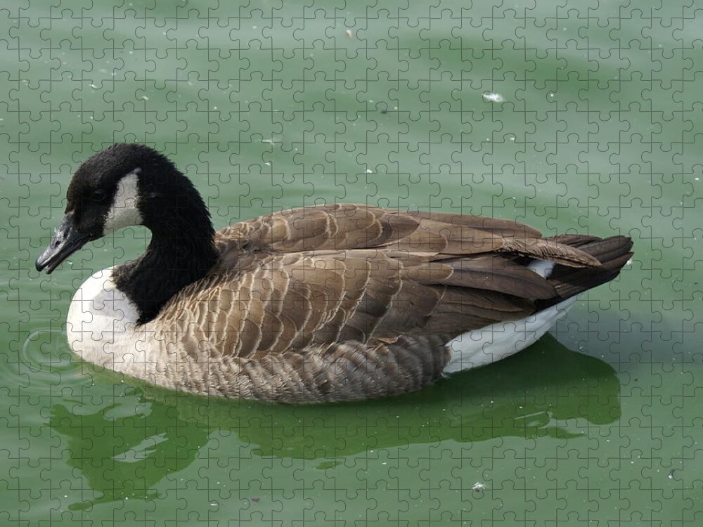  Jigsaw Puzzle featuring the photograph Canada Goose by Heather E Harman