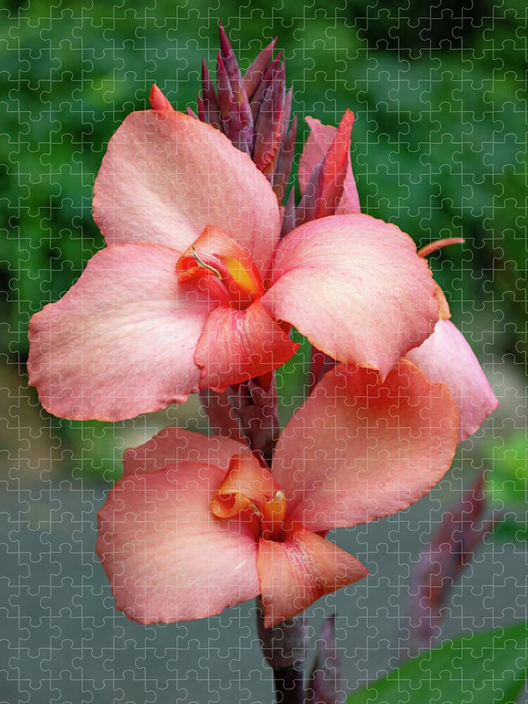 Canna Lily Jigsaw Puzzle featuring the photograph Canna Lily Flowers by Lisa Blake