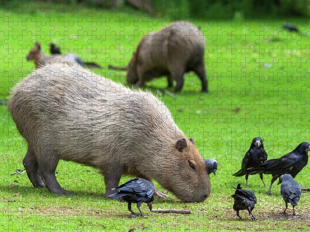 Capybara Jigsaw Puzzle featuring the photograph Capybara Grazing In Meadow With Birds by Artur Bogacki