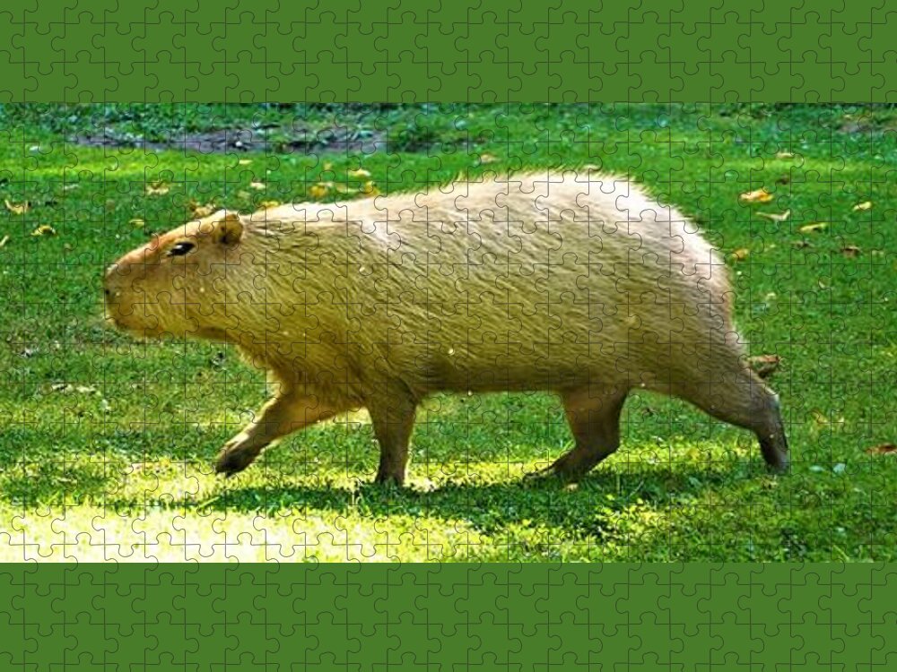 Master the Art of Drawing a Capybara: Step-By-Step Guide