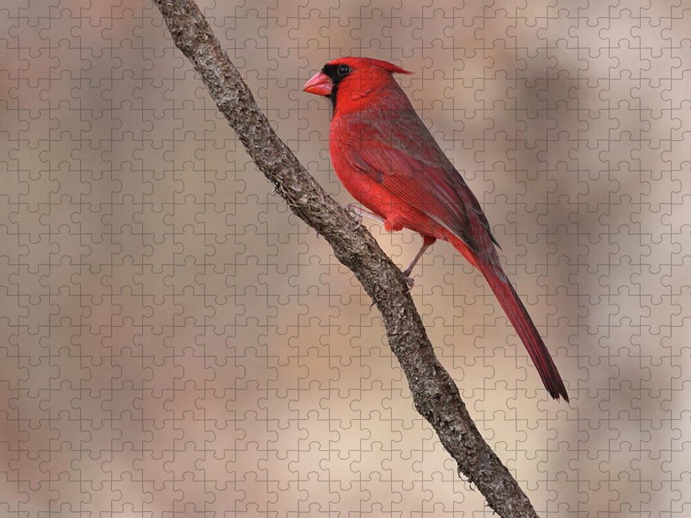 Northern Cardinal Jigsaw Puzzle featuring the photograph Cardinal 3128 by John Moyer