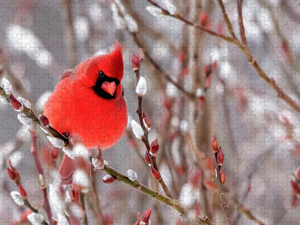 Northern Cardinal Jigsaw Puzzle featuring the photograph Cardinal in the Winter by Deborah Penland