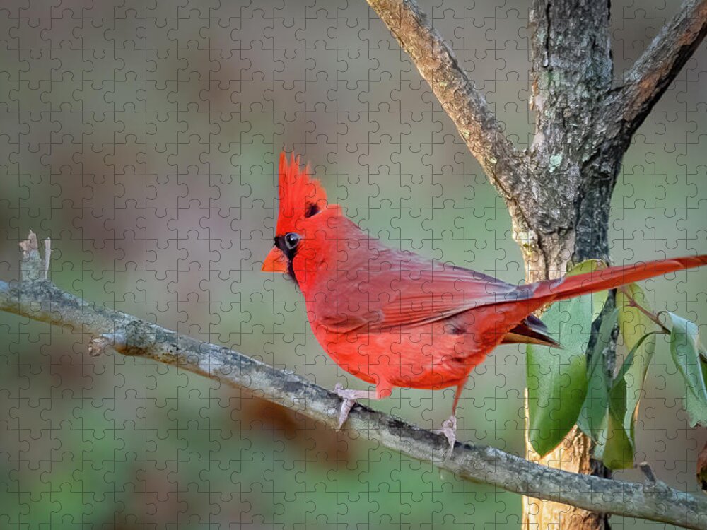 Bird Jigsaw Puzzle featuring the photograph Cardinal Red by John Kirkland