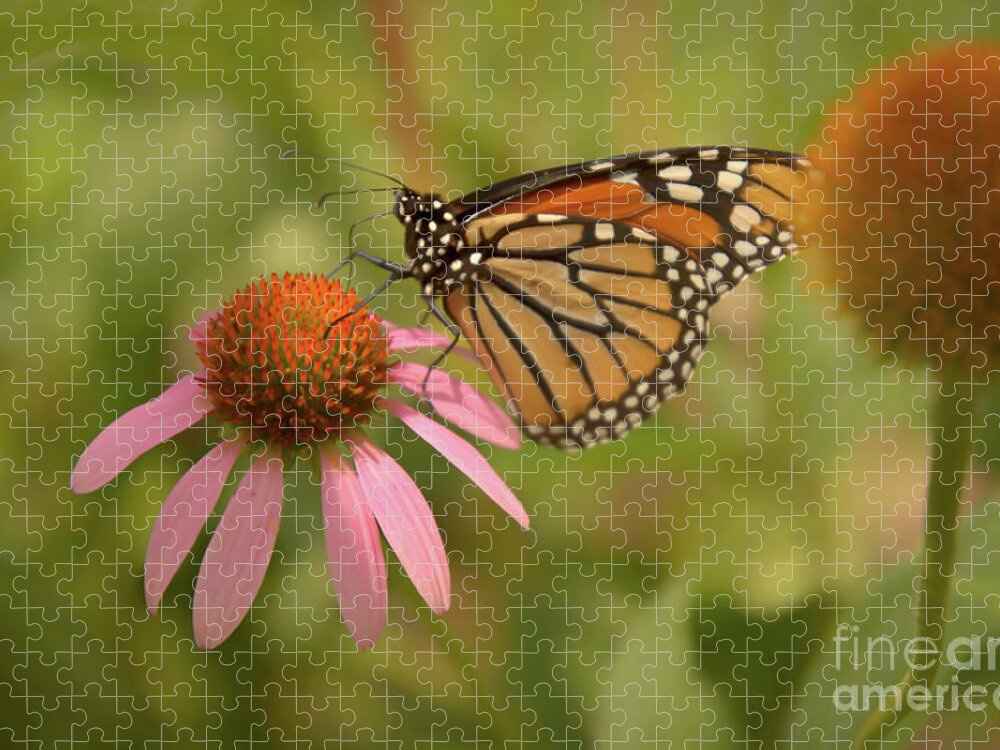 Butterfly Jigsaw Puzzle featuring the photograph Carolina Monarch by Amy Dundon