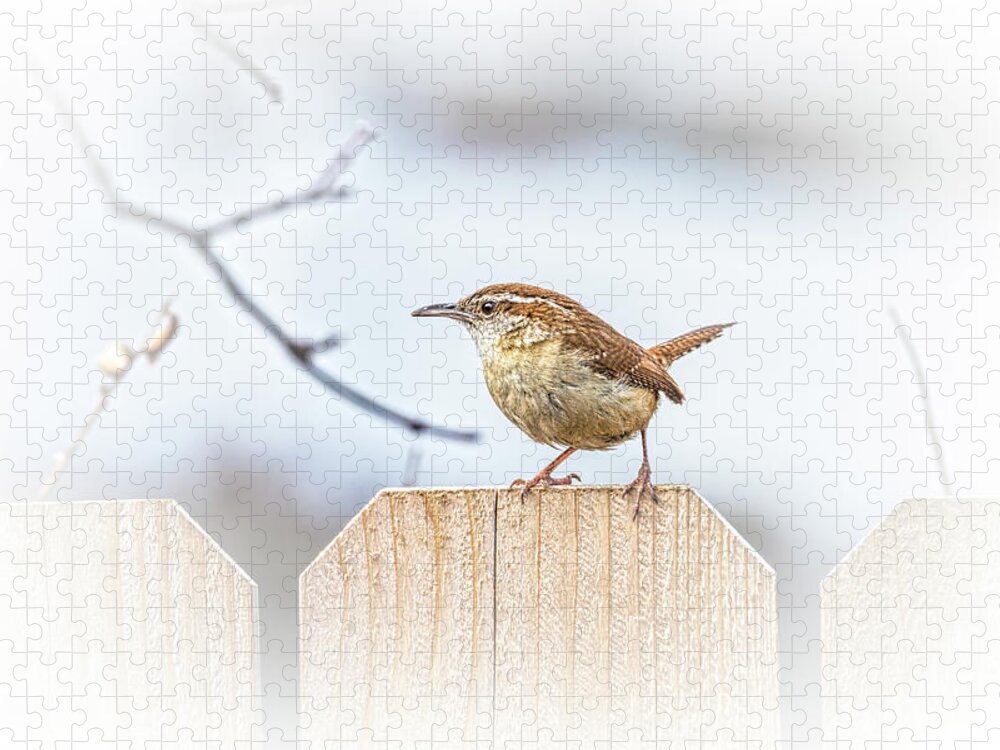 Spring Jigsaw Puzzle featuring the photograph Carolina Wren Backyard Birdwatching by Debra Martz
