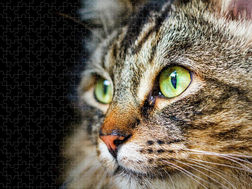Cat Jigsaw Puzzle featuring the photograph Cat Stare by Rick Deacon