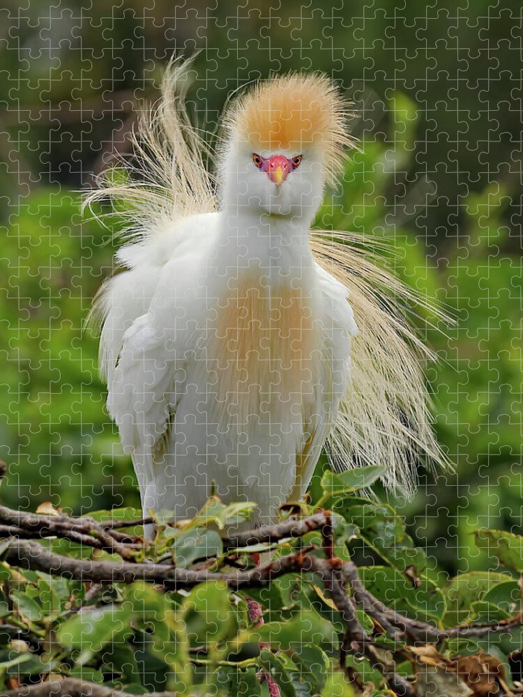 Cattle Egret Jigsaw Puzzle featuring the photograph Cattle Egret Fluff by Jennifer Robin