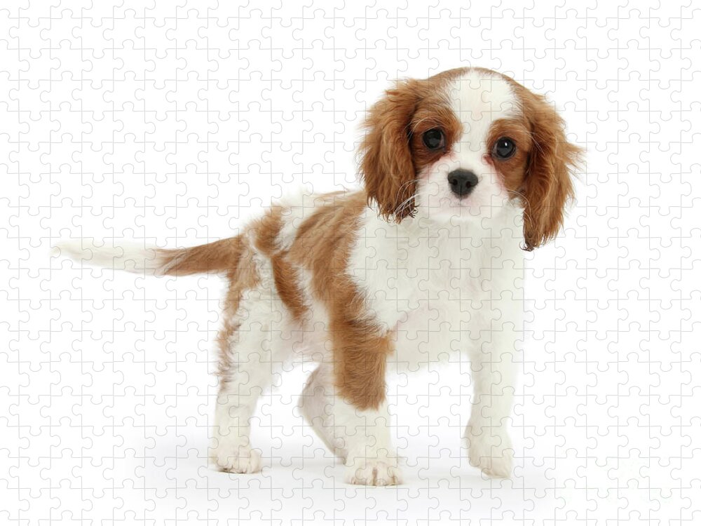 King Charles Spaniel Jigsaw Puzzle featuring the photograph Cavalier King Charles Spaniel pup by Warren Photographic
