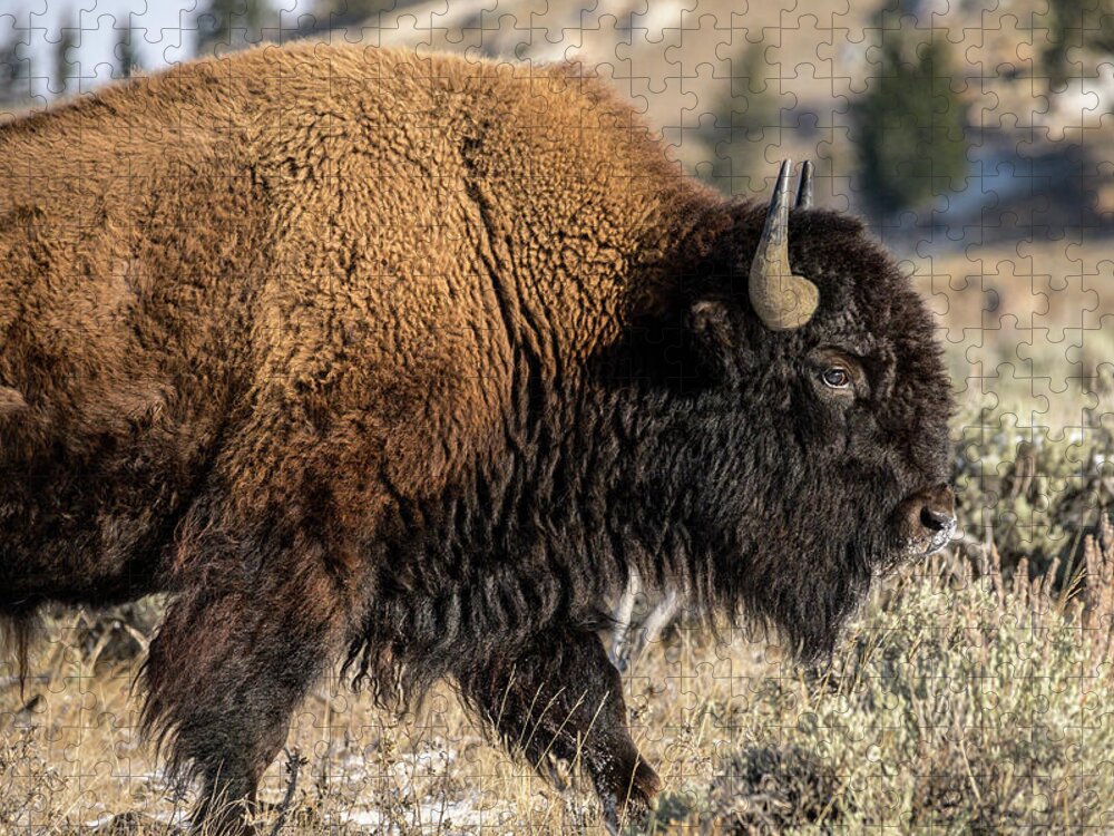 Bison Jigsaw Puzzle featuring the photograph CDpx_00318 by Clark Dunbar