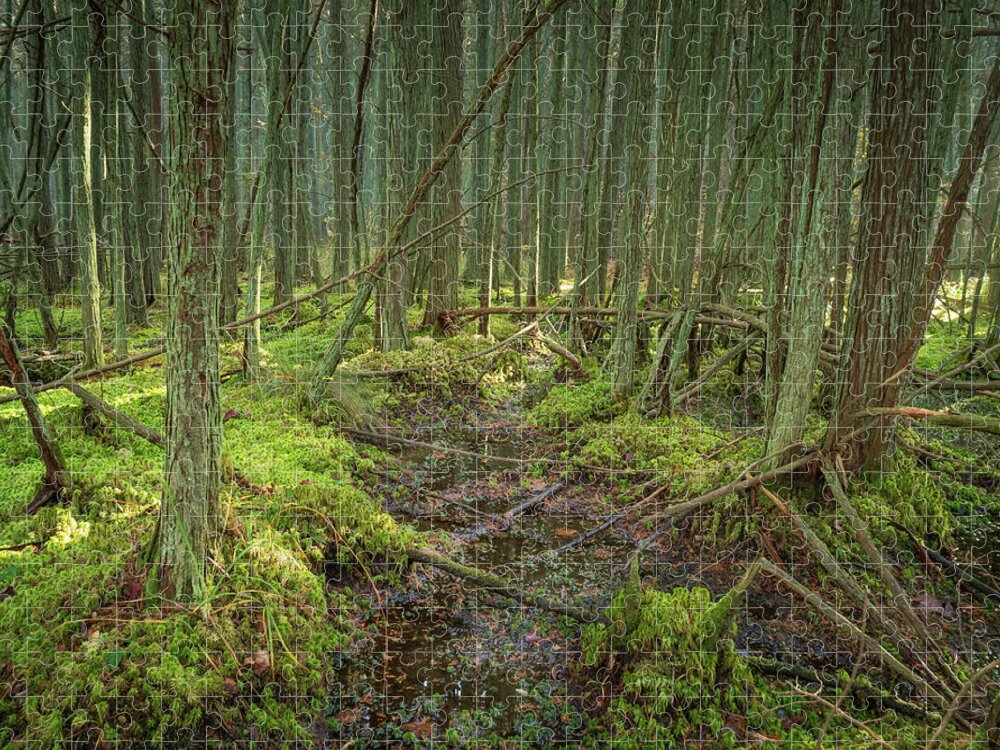 New Jersey Jigsaw Puzzle featuring the photograph Cedar Swamp at Franklin Parker Preserve by Kristia Adams