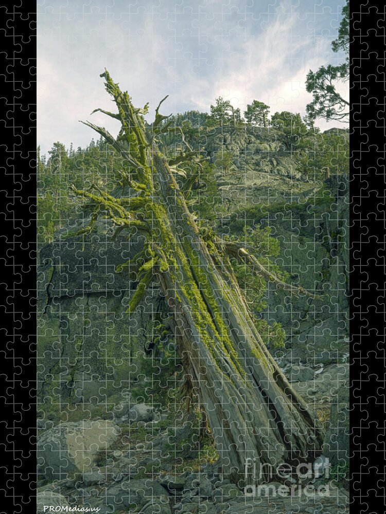 Rocks Jigsaw Puzzle featuring the photograph Cedar Tree, El Dorado National Forest, California, U. S. A. by PROMedias US