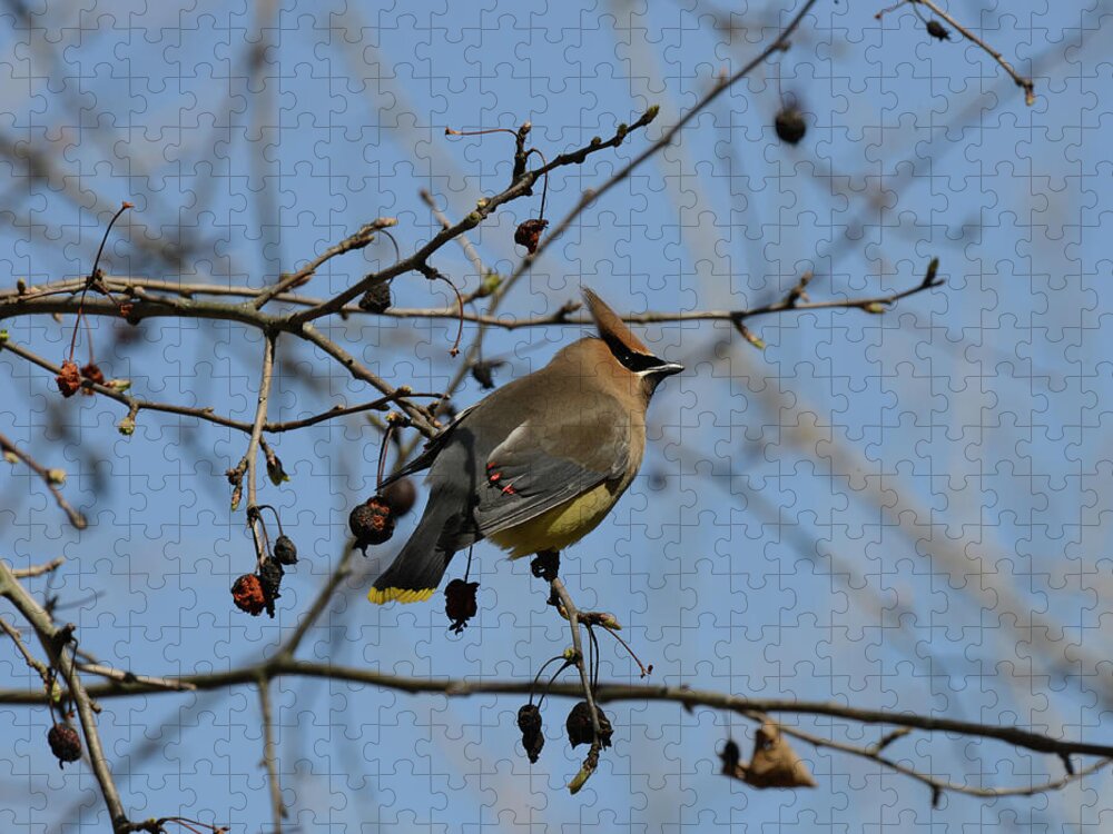 Cedar Waxwing Jigsaw Puzzle featuring the photograph Cedar Waxwing by David Armstrong