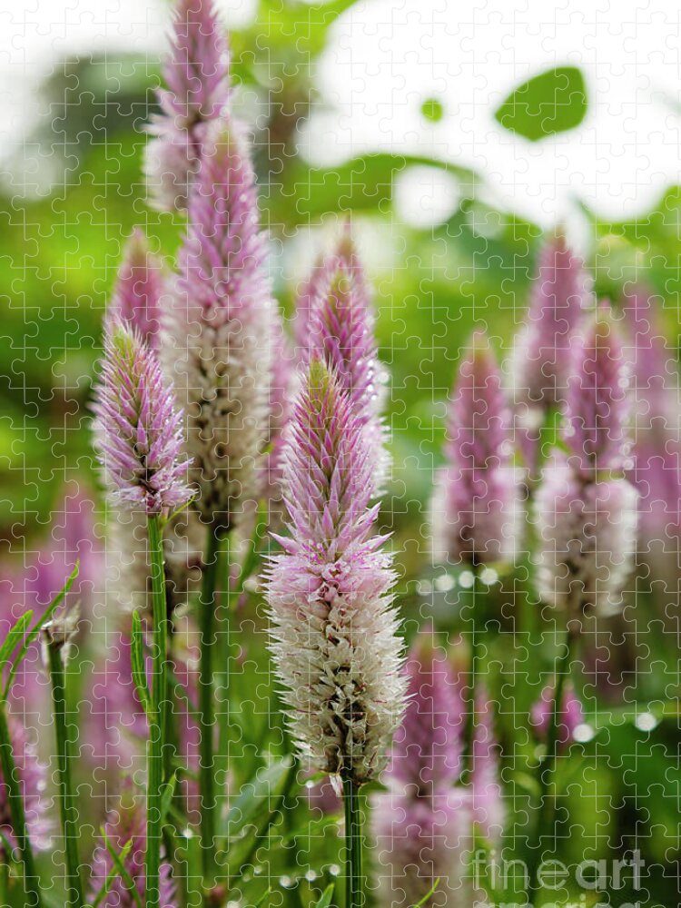 New England Jigsaw Puzzle featuring the photograph Celosia spicata...Pink Flamingo by Erin Paul Donovan