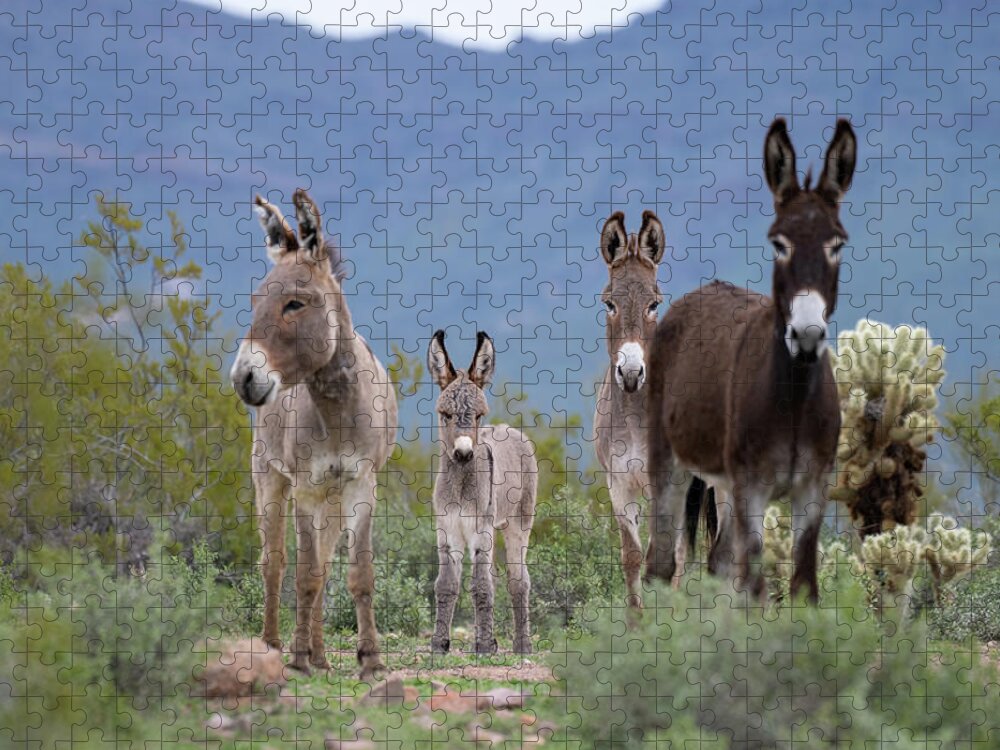 Wild Burro Jigsaw Puzzle featuring the photograph Center of Attention by Mary Hone