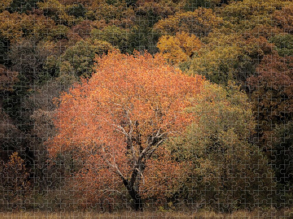 Fall Foliage Jigsaw Puzzle featuring the photograph Changing Of The Seasons by Scott Bean