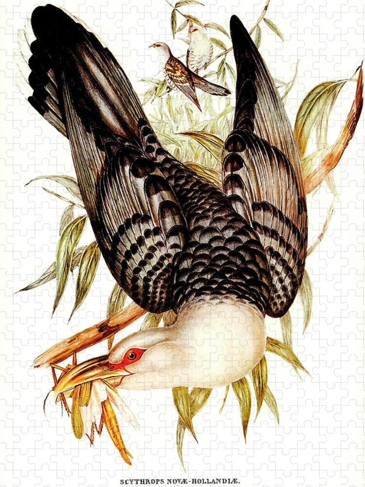 Cuckoo Jigsaw Puzzle featuring the drawing Channel Billed Cuckoo by Elizabeth Gould
