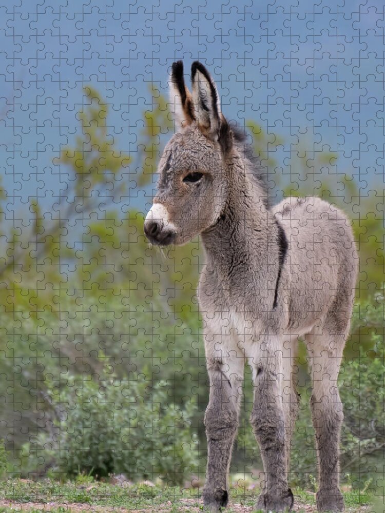 Wild Burro Jigsaw Puzzle featuring the photograph Checking out the World by Mary Hone