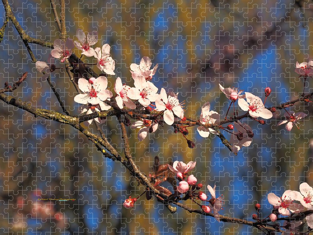 Botanical Jigsaw Puzzle featuring the photograph Cherry Blossom Beauty by Richard Thomas