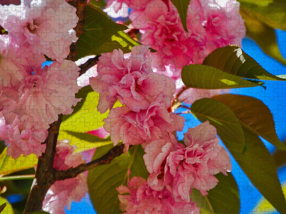Nature Jigsaw Puzzle featuring the photograph Cherry Blossom Time by Judy Cuddehe
