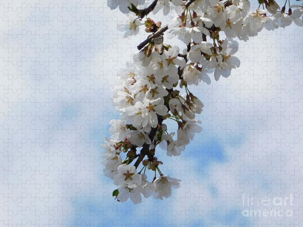 Cherry Blossoms Jigsaw Puzzle featuring the photograph Come Nuvole by Stefania Caracciolo