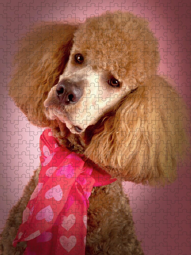 Poodle Jigsaw Puzzle featuring the photograph Chester Head Title by Rebecca Cozart