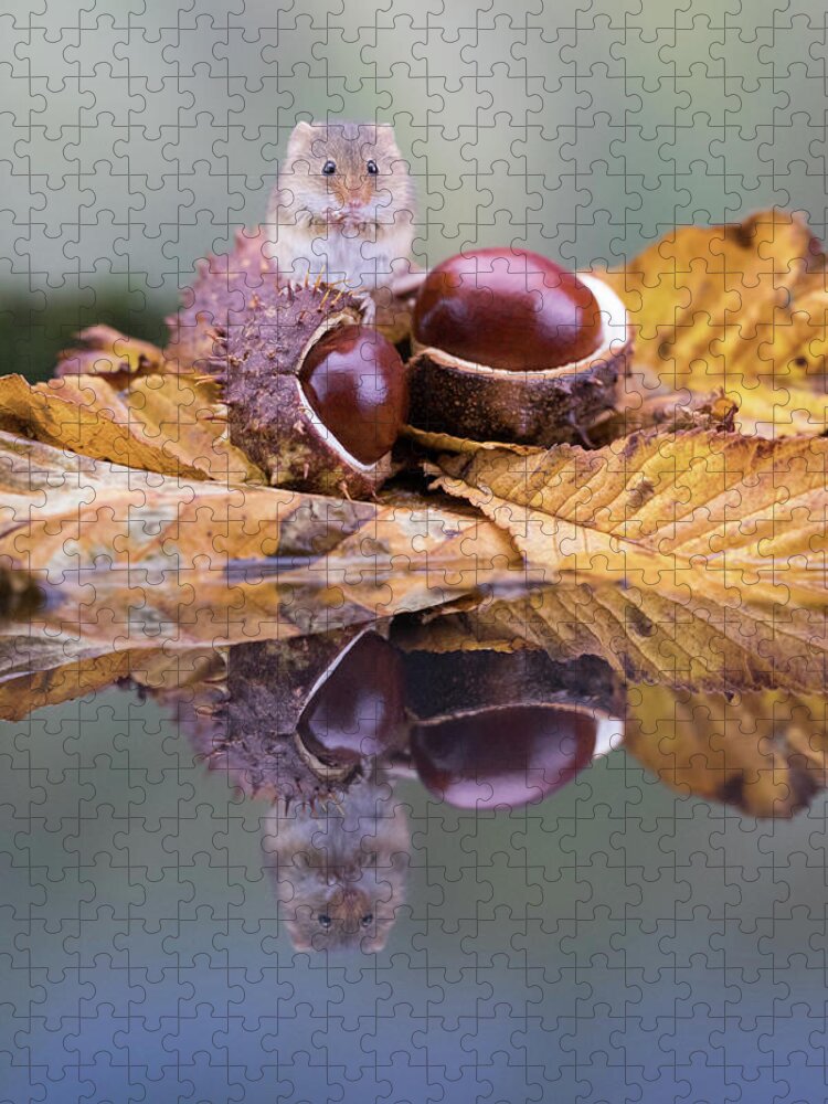 Tiny Jigsaw Puzzle featuring the photograph Chestnut feast by Erika Valkovicova