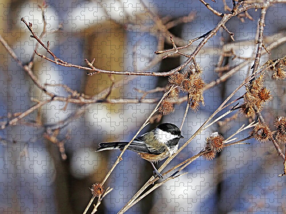 Chickadee Jigsaw Puzzle featuring the photograph Chickadee And Burrs by Debbie Oppermann