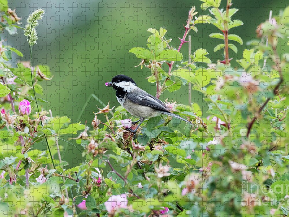 Kmaphoto Jigsaw Puzzle featuring the photograph Chickadee and Tea Roses by Kristine Anderson