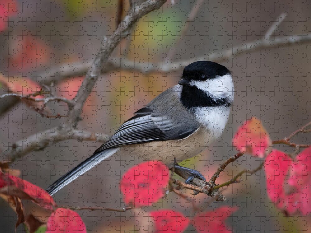 Bird Jigsaw Puzzle featuring the photograph Chickadee Close Call by Linda Bonaccorsi