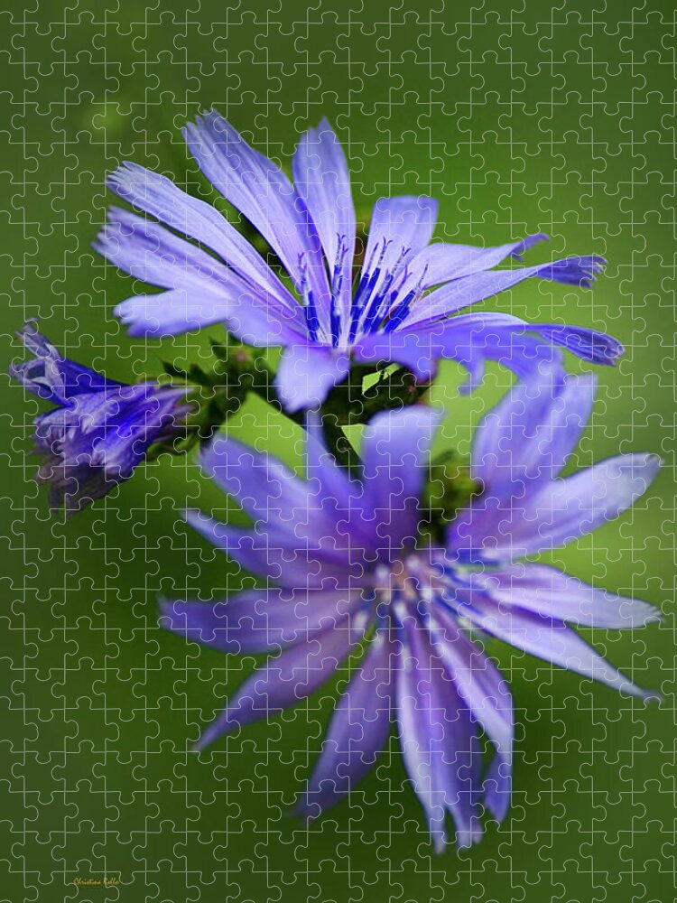 Chicory Jigsaw Puzzle featuring the photograph Chicory Flowers by Christina Rollo