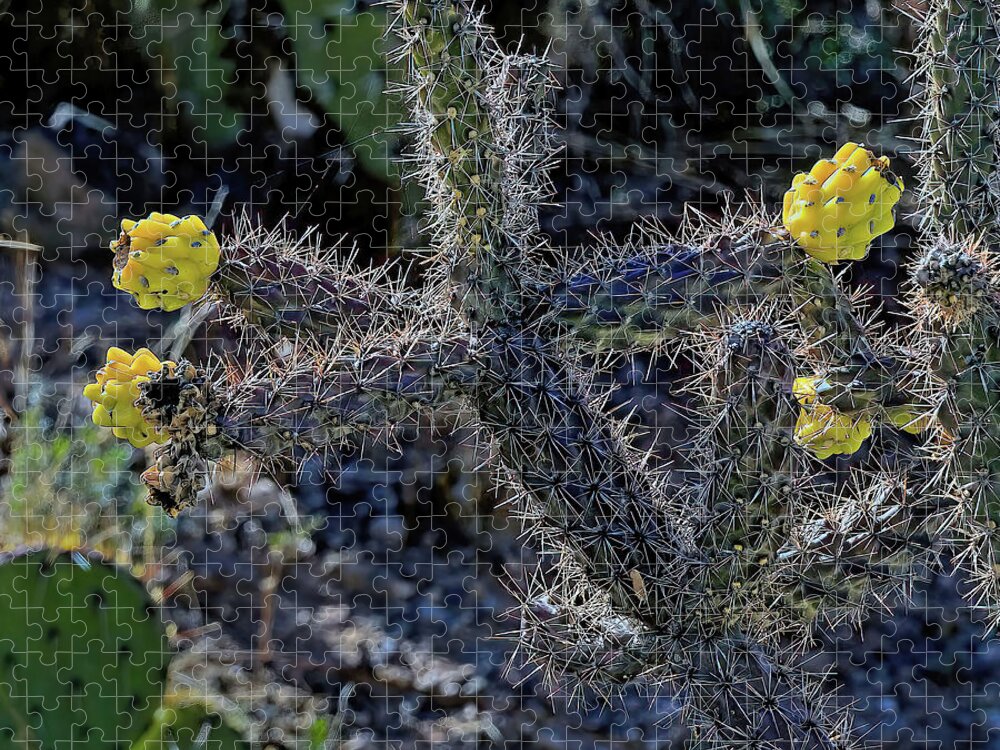 Jon Burch Jigsaw Puzzle featuring the photograph Cholla Cactus Blossoms by Jon Burch Photography