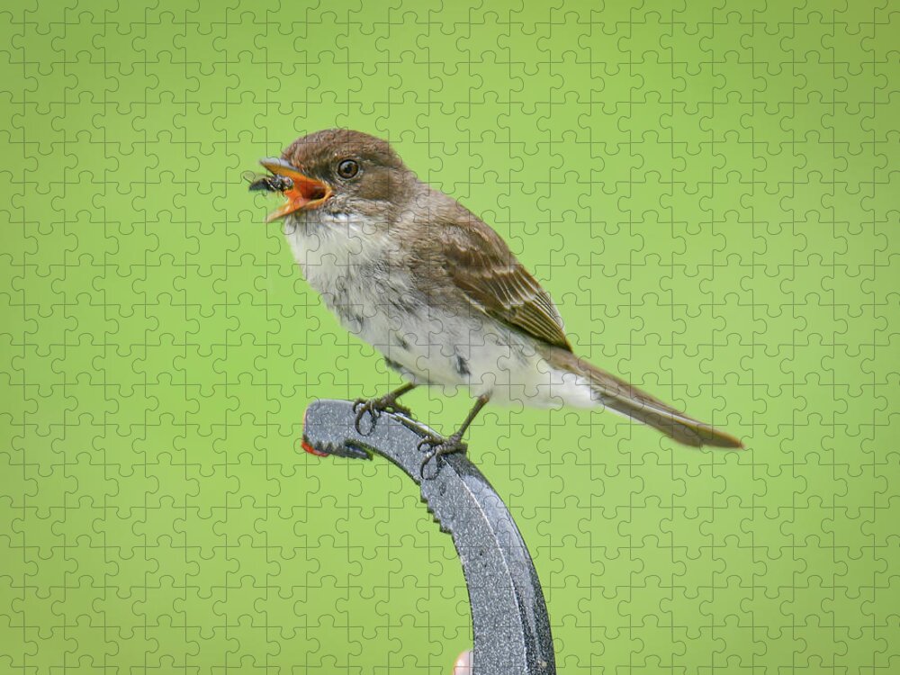 Bird Eating Fly Jigsaw Puzzle featuring the photograph Chomp by Michelle Wittensoldner
