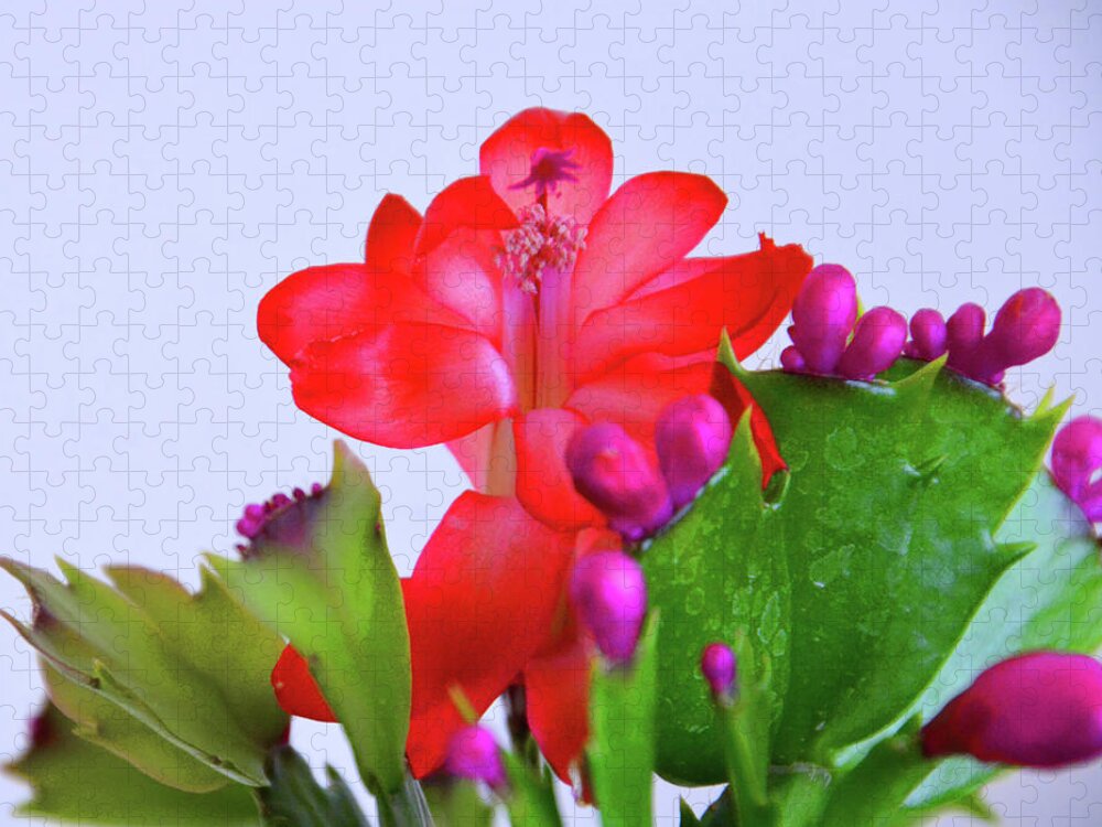 Flower Jigsaw Puzzle featuring the photograph Christmas Cactus by Mike Martin