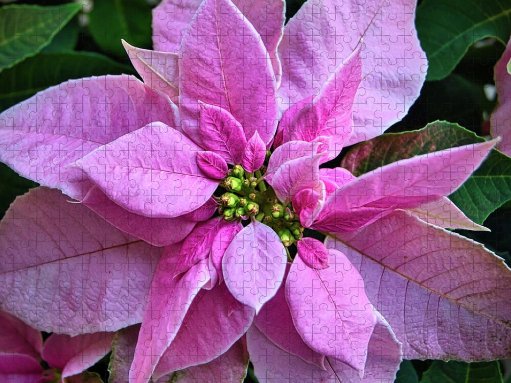 Holiday Jigsaw Puzzle featuring the photograph Christmas Poinsettia by Amy Dundon