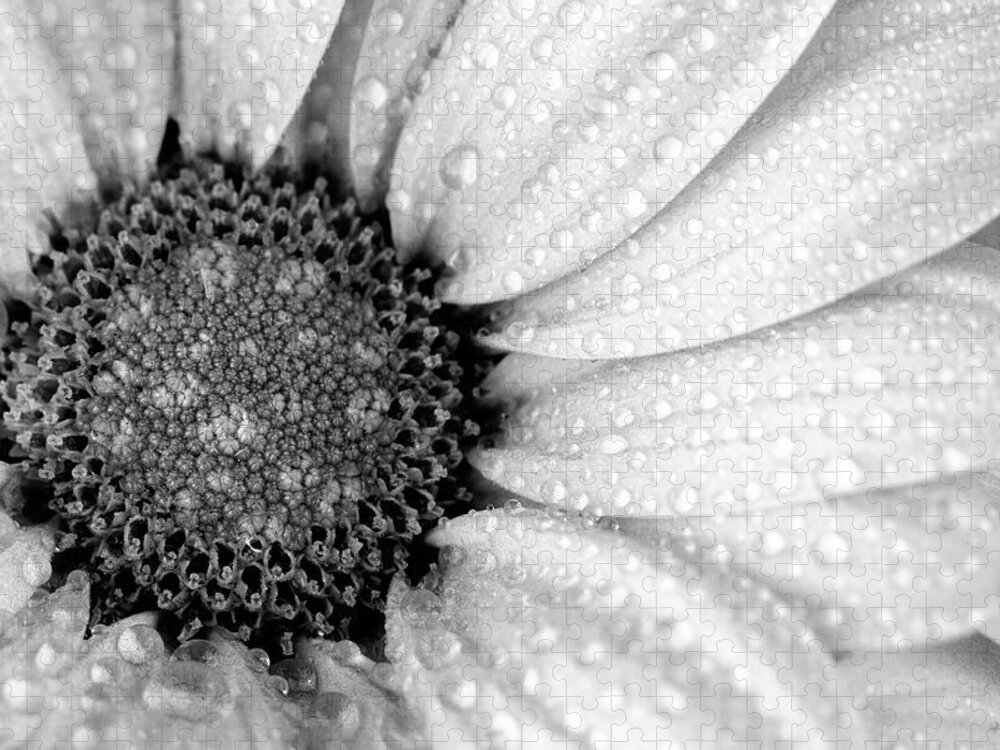 Flower Jigsaw Puzzle featuring the photograph Chrysanthemum Macro bw 2 by Tanya C Smith