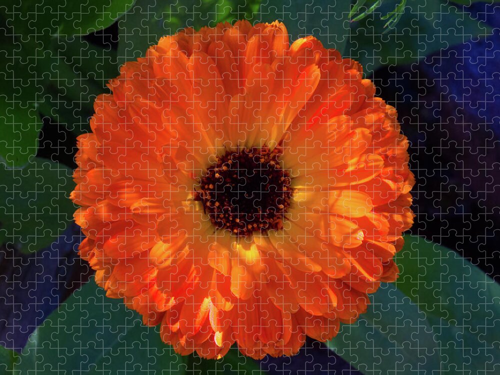 Beautiful Jigsaw Puzzle featuring the photograph Circular Orange Blossom by David Desautel