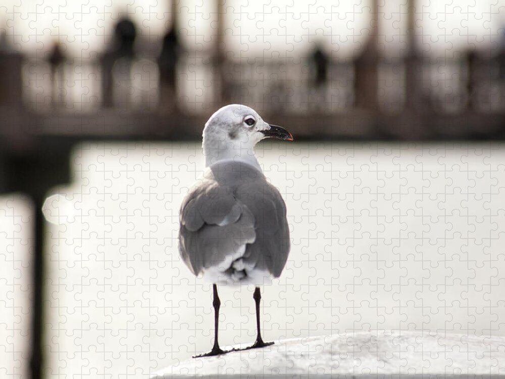 Little Jigsaw Puzzle featuring the photograph Clearwater Beach Seagull and Pier by Marilyn Hunt