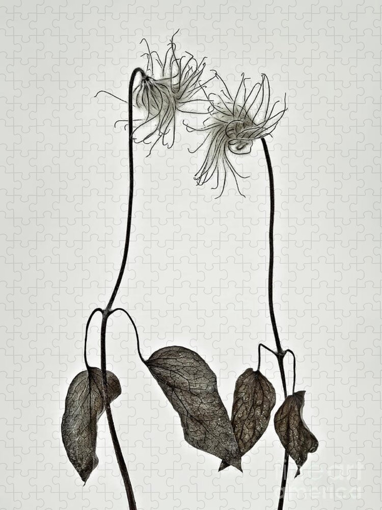 Seed Heads Clematis Passion Metaphoric Figurative Interpretative Singular Impression Evocative Romance Intrigue Fancy Minimalism Minimalist Peculiar Simplicity Togetherness Together Creative Associative Couple Duo Characters Spiritual Elegance Expressive Stylish Inspirational Romantic Charming Charm Aesthetic Poetic Funny Idyllic Thoughtful Meaningful Conceptual Sentimental Quirky Eccentric Provocative Weird Popular Bestseller Personification Pastel Watercolour Drawing Elegant Fantasy Delicate Jigsaw Puzzle featuring the photograph Togetherness two clematices evoking emotional respond of intrique, bestseller by Tatiana Bogracheva