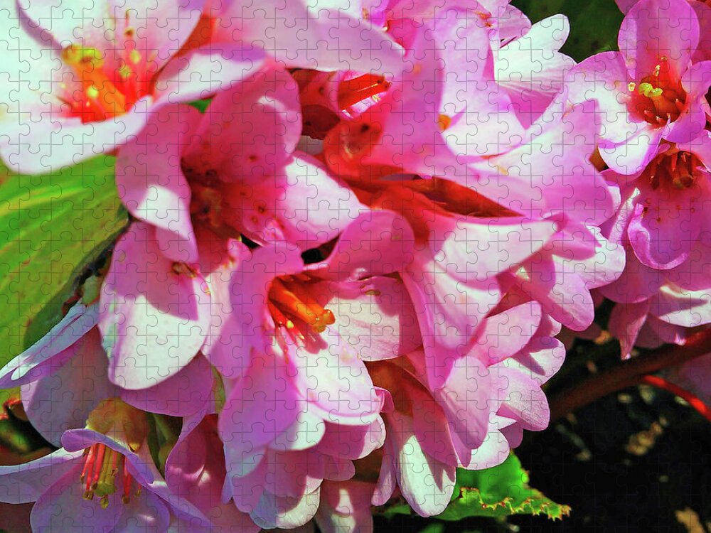 Bergenia Cordifolia Jigsaw Puzzle featuring the photograph Close To Me by Jasna Dragun