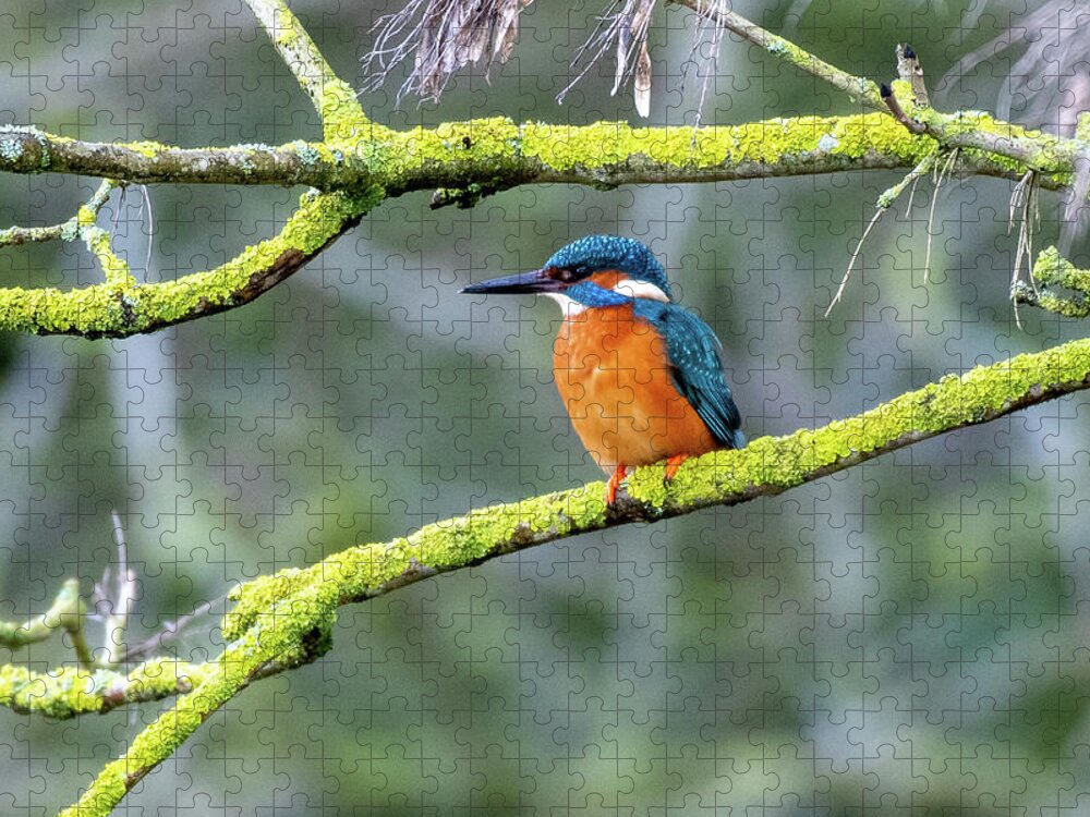 Kingfisher Jigsaw Puzzle featuring the photograph Close up Kingfisher on a green branch by Mark Hunter